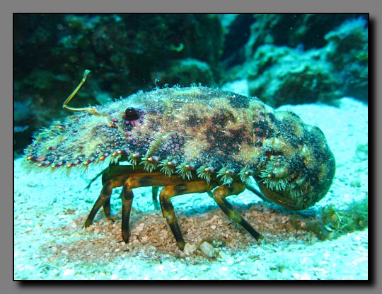 slipper lobster
